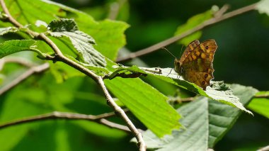 Çalılıktaki bir yaprağın üzerinde kahverengi tonlarda kelebek