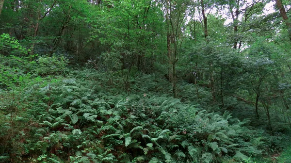 Masa forestal con vegetación y árboles con tonos verdes en el bosque —  Fotos de Stock