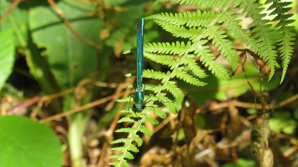 Dragonfly na listu kapradí v křoví — Stock fotografie