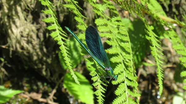 Dragonfly na listu kapradí v křoví — Stock fotografie