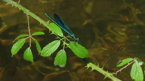 Dragonfly na liście krzewów nad wodą — Zdjęcie stockowe