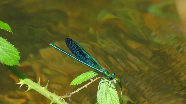 Dragonfly na Bramble liść nad wodą — Zdjęcie stockowe