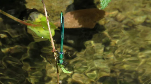 Su üzerinde bir böğürtlen yaprağı üzerinde Yusufçuk — Stok fotoğraf