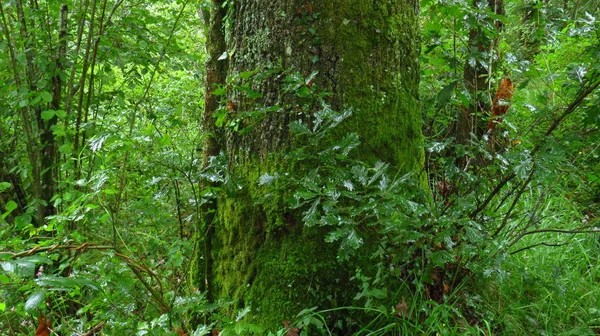 Kofferbak met mos van een grote boom tussen de vegetatie van het bos — Stockfoto