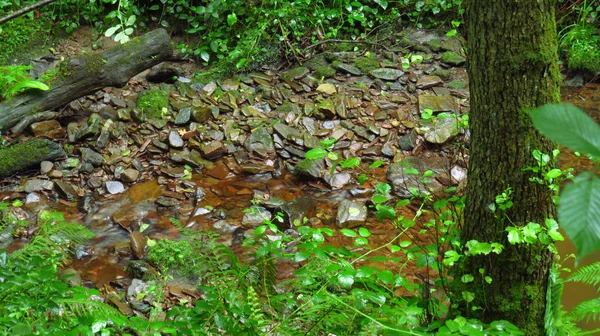 Piccolo passaggio d'acqua tra la fitta vegetazione della foresta — Foto Stock