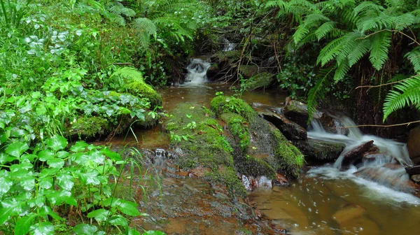 Fluss mit großen Steinen und Wasserfällen im Wald — Stockfoto