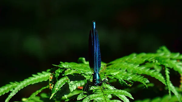 Dragonfly na liść paproci w krzew — Zdjęcie stockowe