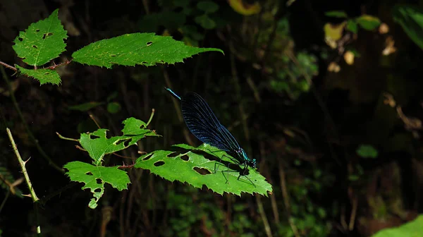 แมลงปอบนใบไม้ในป่า — ภาพถ่ายสต็อก