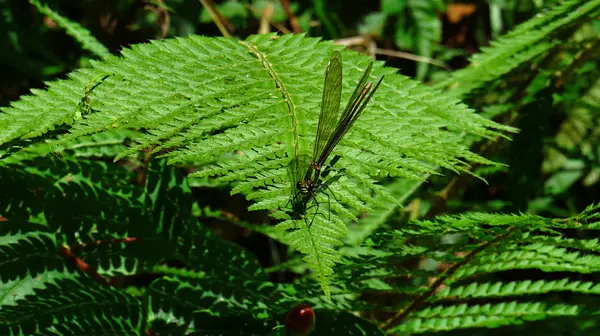 Libellula su una foglia di felce nel cespuglio — Foto Stock