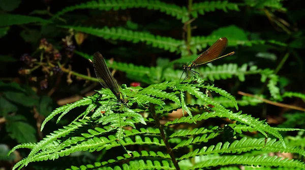 Par de libélulas em folhas de samambaia no arbusto — Fotografia de Stock