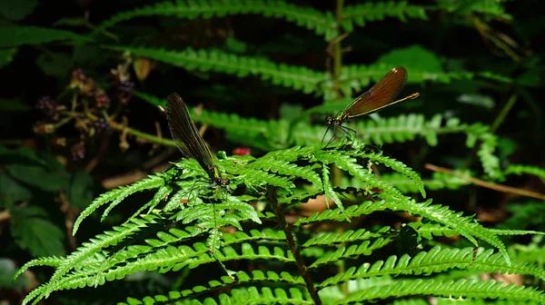 Pair of dragonflies on fern leaves in the bush — 스톡 사진