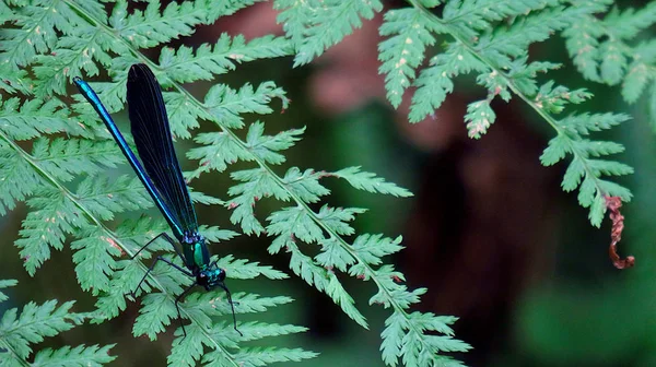 Dragonfly on a fern leaf in the forest — Zdjęcie stockowe