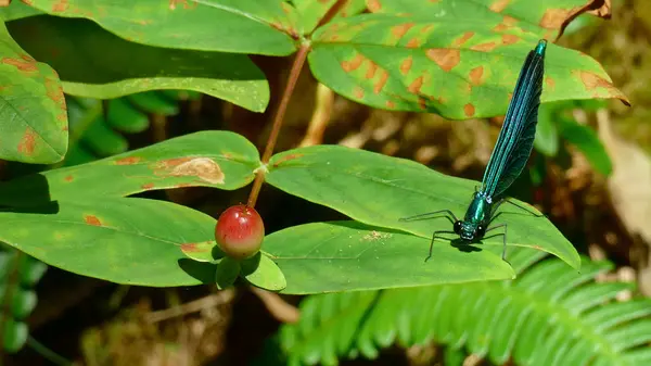 Libélula na folha de uma planta na floresta — Fotografia de Stock