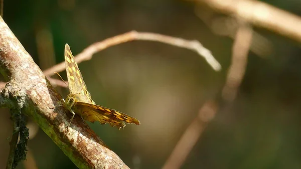 Borboleta de tons marrons na montanha — Fotografia de Stock