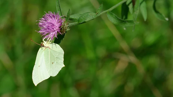 Mariposa blanca recogiendo néctar de una planta en el bosque —  Fotos de Stock