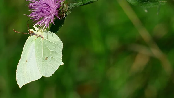 Mariposa blanca recogiendo néctar de una planta en el bosque —  Fotos de Stock