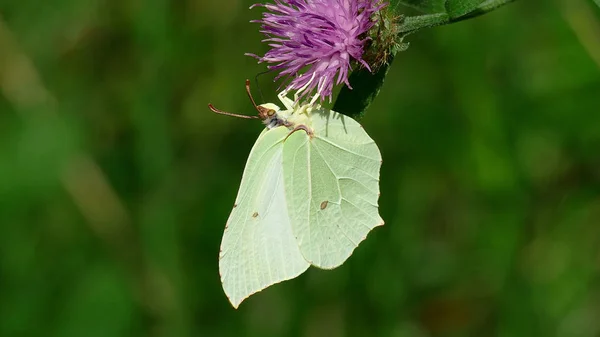Mariposa blanca recogiendo néctar de una planta en el bosque —  Fotos de Stock