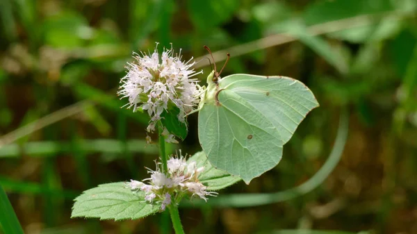 Mariposa blanca recogiendo néctar de una planta blanca en el bosque —  Fotos de Stock