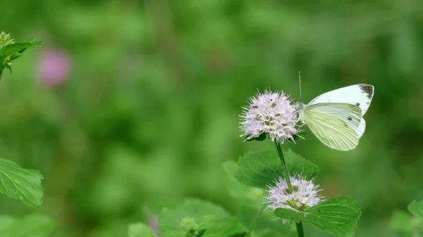 Bílý motýl vyzvedání nektaru z bílé rostliny v lese — Stock fotografie