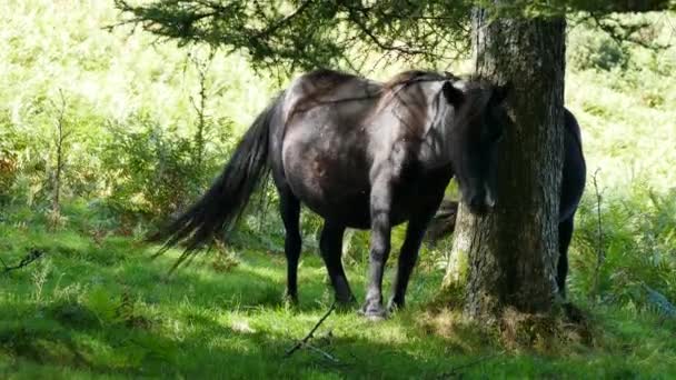 Caballo negro arrastrándose sobre un árbol en el arbusto — Vídeo de stock