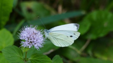 Beyaz çiçekleri olan bir bitki üzerinde beyaz kelebek