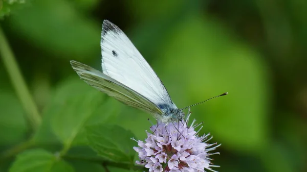 Белая бабочка на растении с белыми цветами — стоковое фото