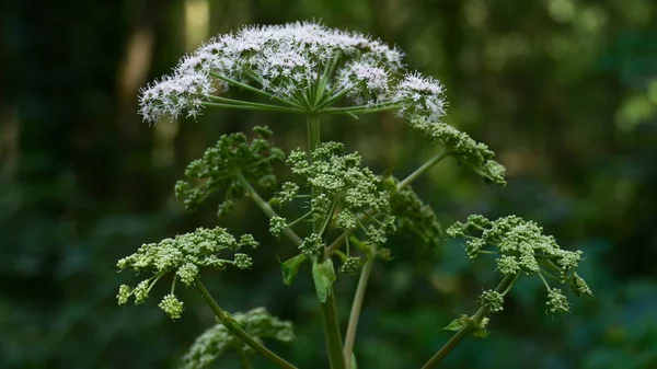 Pianta con piccoli fiori bianchi e alberi di sfondo — Foto Stock