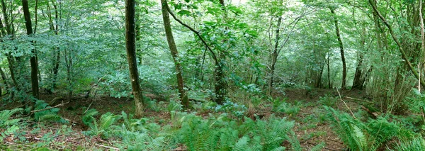 Panorâmica de árvores e samambaias entre a vegetação da floresta — Fotografia de Stock