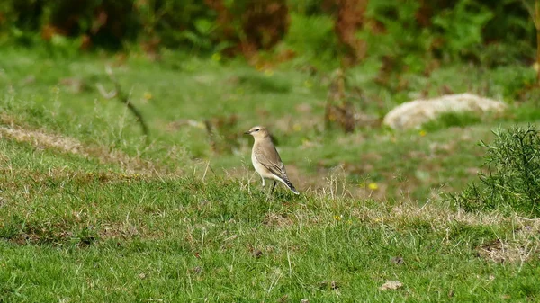 Bird in a natural park