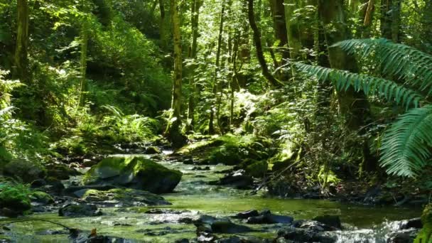 Rivier met stenen tussen de bomen van het bos — Stockvideo