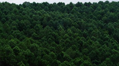 Çam ağaçlarıyla dolu bir dağın yamacında