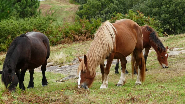 茂みの中の子馬と茶色の馬の放牧 — ストック写真