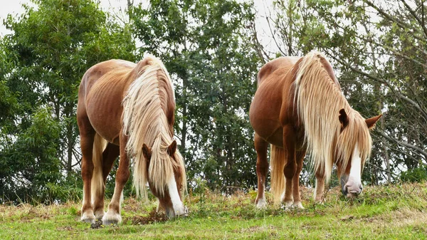 Kahverengi atlar çalılıklarda otluyor. — Stok fotoğraf