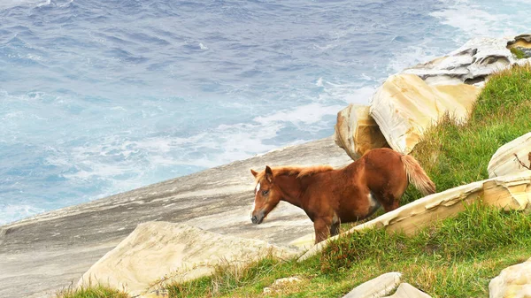 Barna csikó sétál a fű és a sziklák a tenger partján. Kantábriai-tengeri partvidék. — Stock Fotó