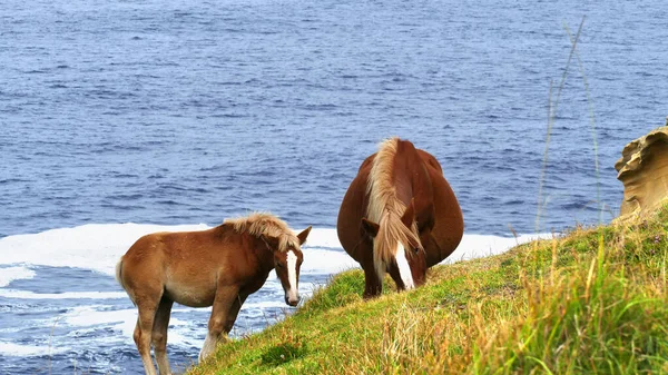 Filhote e cavalo castanho pastando no mato. Costa do Mar Cantábrico . — Fotografia de Stock