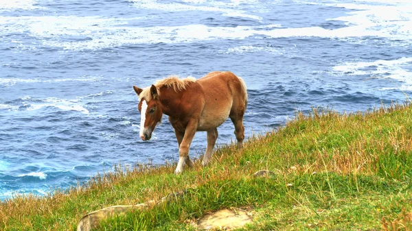 Brązowe źrebię spacerujące po trawie na wybrzeżu morza. Wybrzeże Kantabryjskie. — Zdjęcie stockowe