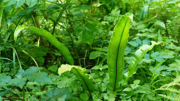 Fondo Con Vegetación Verde Hojas Bosque Alargadas —  Fotos de Stock