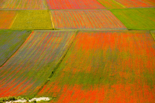 Castelluccio di Norcia Italy