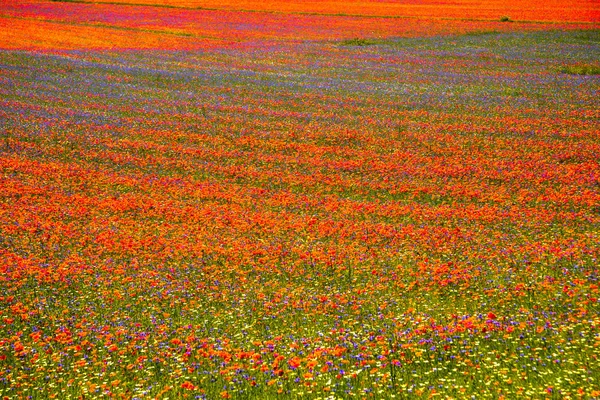 Castelluccio Norcia Itália — Fotografia de Stock