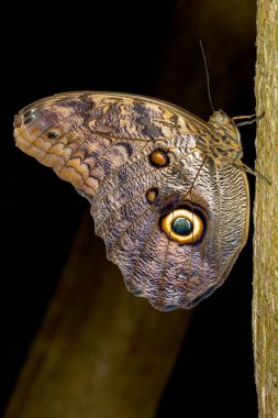 Kelebek evi Cesena İtalya