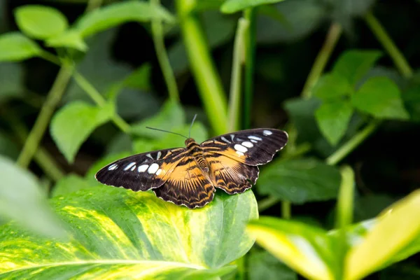 Butterfly House Cesena Itálie — Stock fotografie