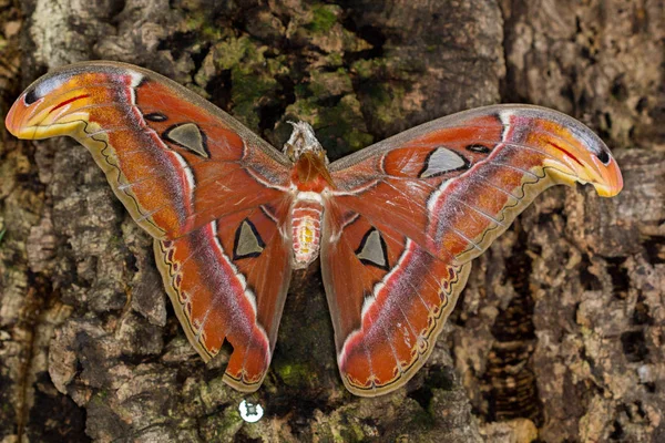 Butterfly House Cesena Ιταλία — Φωτογραφία Αρχείου