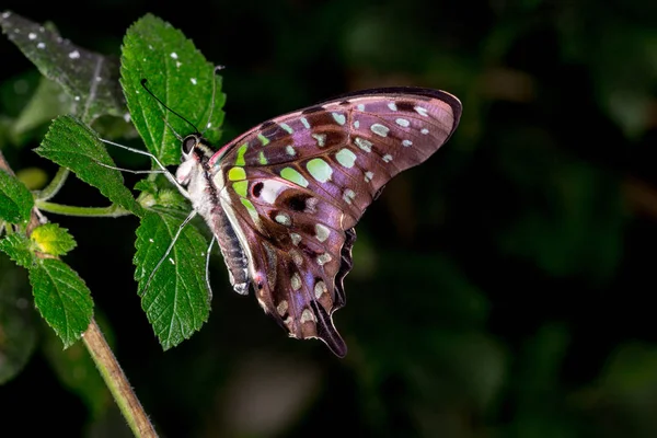 Butterfly House Cesena Italie — Photo