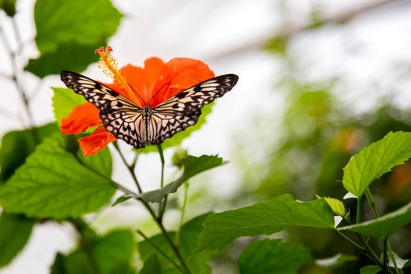 Butterfly House Cesena Italy — Stock Photo, Image