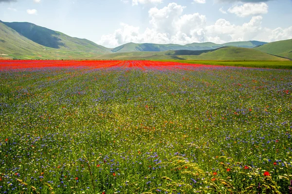 Castelluccio Norcia Italie — Photo