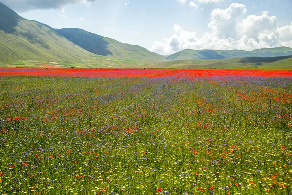 Castelluccio Norcia Italien — Stockfoto