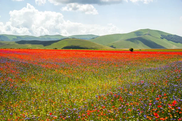 Castelluccio Norcia Talya — Stok fotoğraf