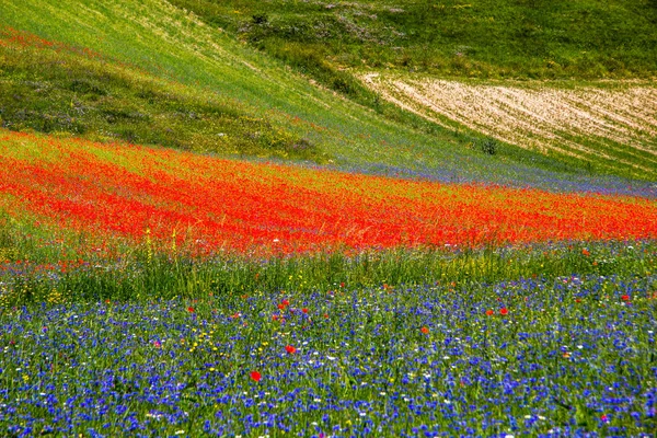 Castelluccio Norcia Italie — Photo