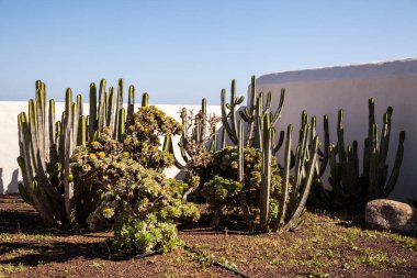 Lanzarote Jardin de kaktüs