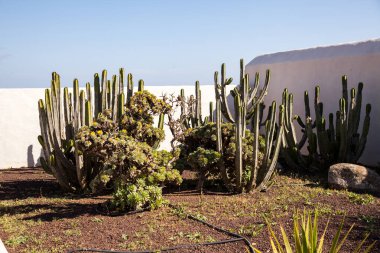 Lanzarote Jardin de kaktüs
